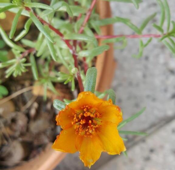 פנסיון Dasomchae Hanok Stay