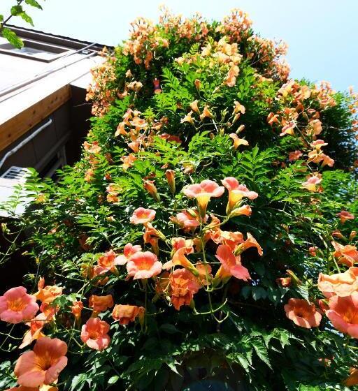 פנסיון Dasomchae Hanok Stay