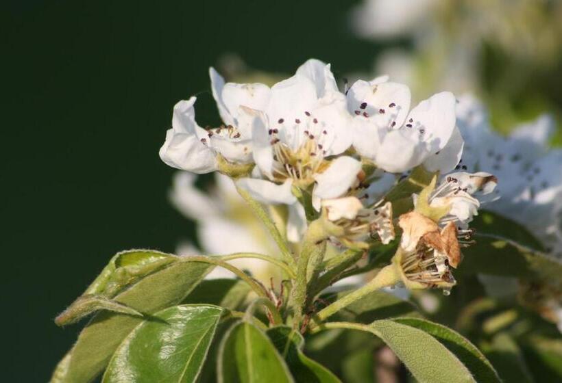 膳宿费 Radler's Hof