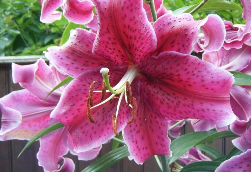 민박 1 Murray House