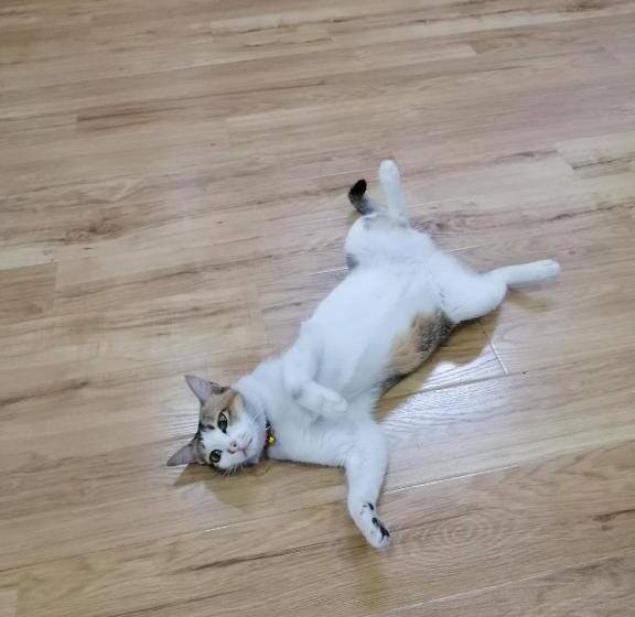 پانسیون Usagiyah Hotel & Guest House