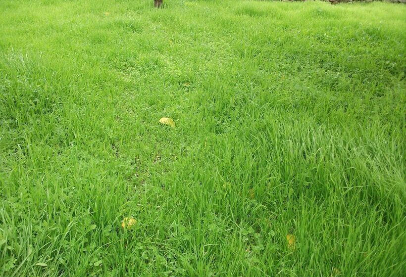 צימר Casa Dos Bordados