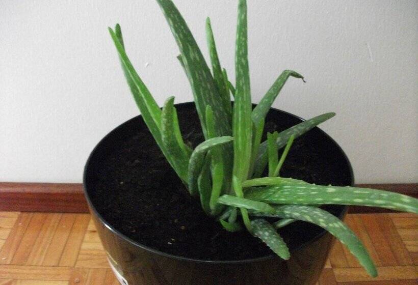 مبيت وإفطار Casa Dos Bordados