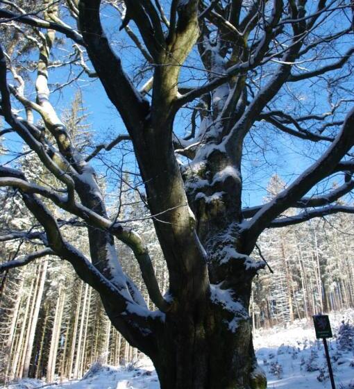 펜션 Penzion U Lebedů