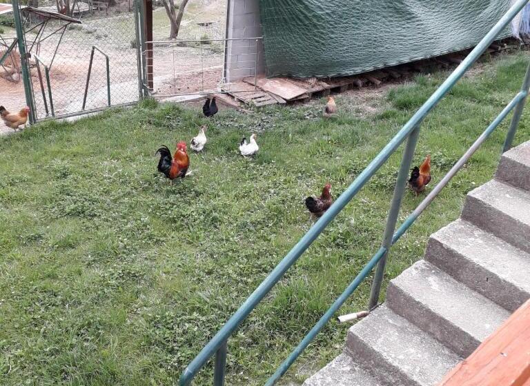 B&b La Casa Del Daino