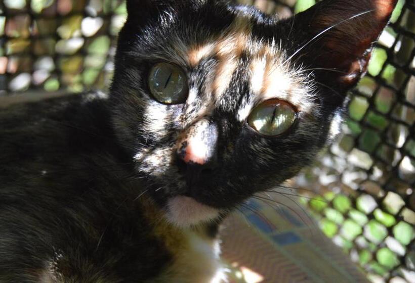 호스텔 Beverly's Hill Guest House