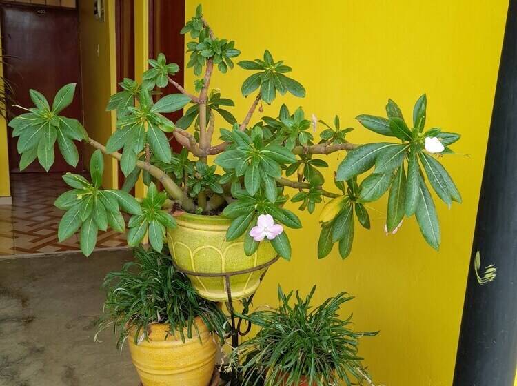 فندق Hospedaje Las Lilas