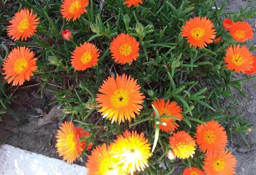 پانسیون Camere Sul Mare