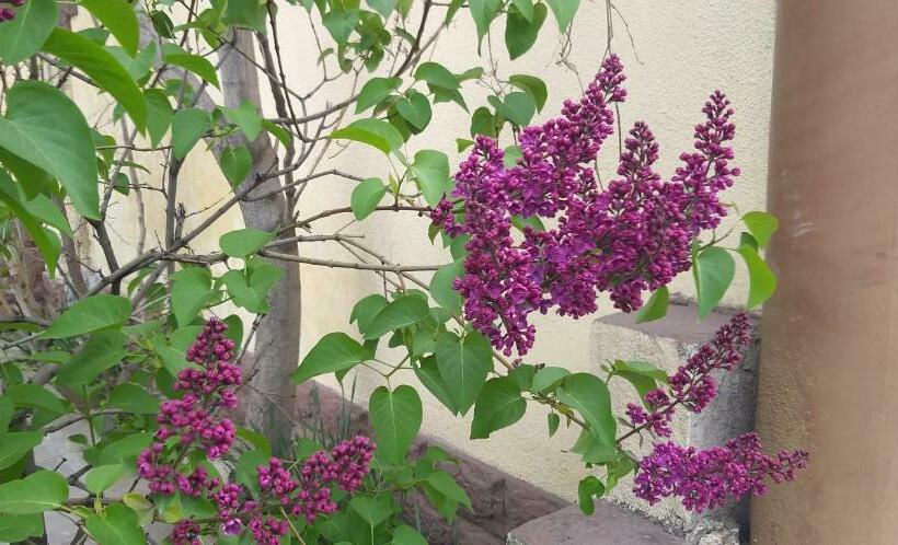 پانسیون Popock City Center