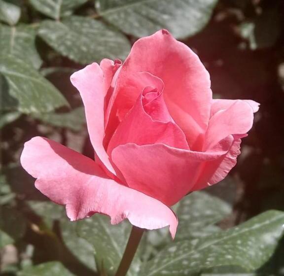 پانسیون Popock City Center