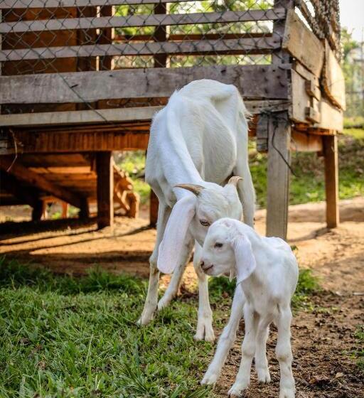 Отель The Flame Tree Estate &