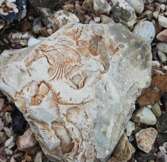 تختخواب و صبحانه Villa Biancofiore