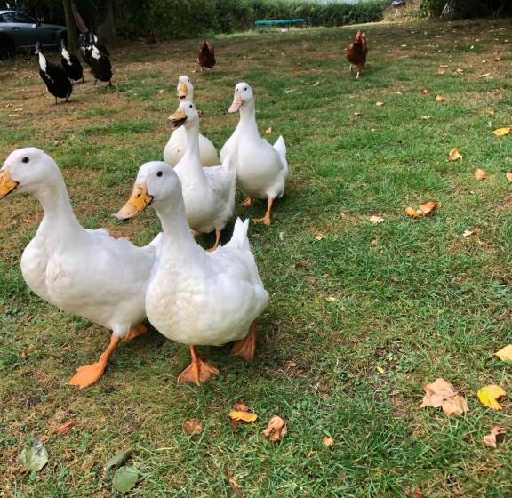 Forest View Bed And Breakfast