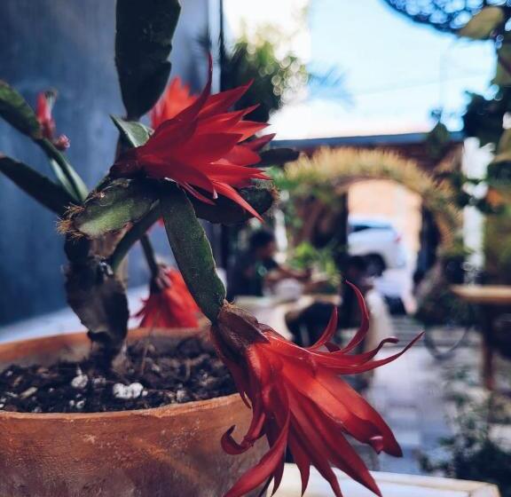 پانسیون Hoja Santa Posada