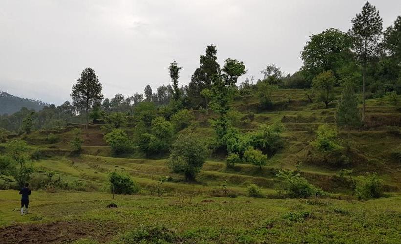 הוסטל Stars & Pines