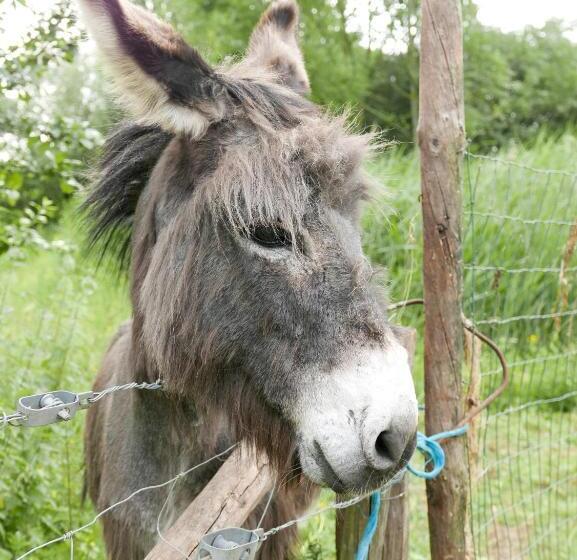 Bed and Breakfast De Gulle Beemden