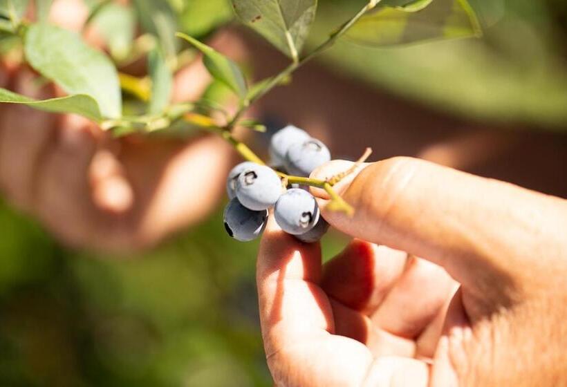 Dona Adelia Hotel E Restaurante