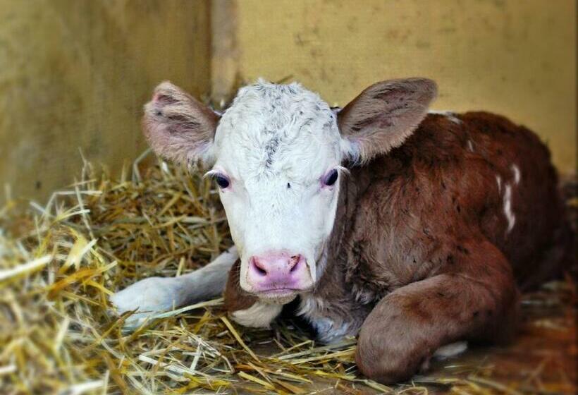 호텔 Gschwendnerhof Reitberger Brandl