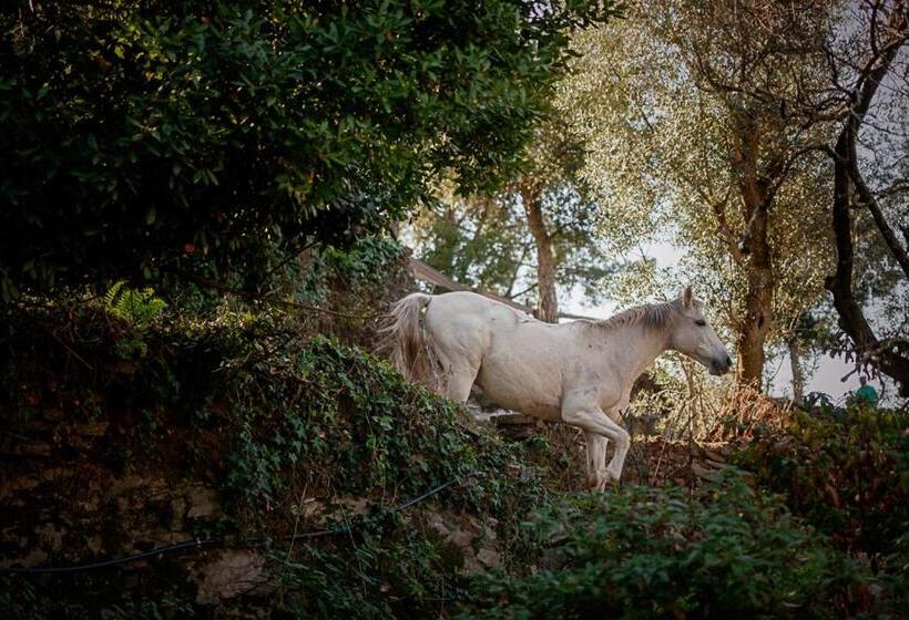 مبيت وإفطار Arrabia Guest Houses Glamping