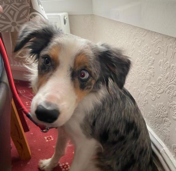 צימר Winchester House