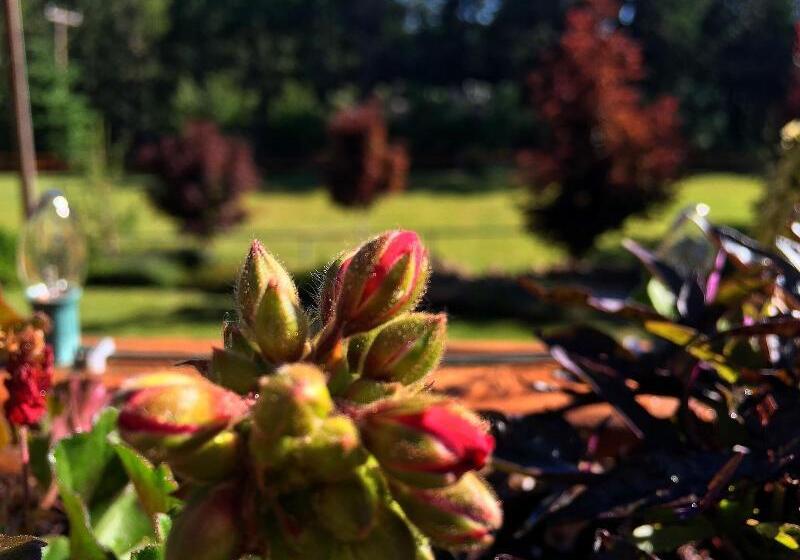 فندق Callahan S Mountain Lodge