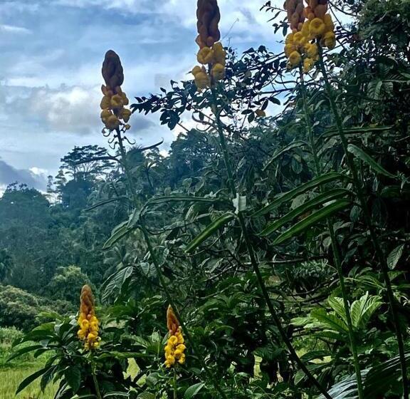 Hostel Rainforest Holiday Inn