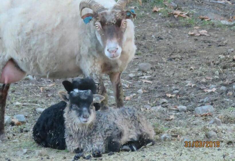 פנסיון øvstefjellså Gård &aktivitet Senter