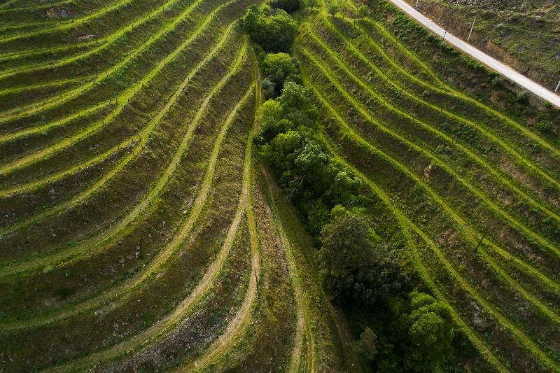 호텔 Vila Gale Douro Vineyards