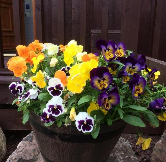 Bed and Breakfast Bonnie Haven