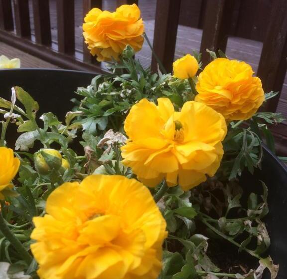 Bed and Breakfast Bonnie Haven