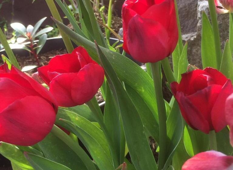 Bed and Breakfast Bonnie Haven