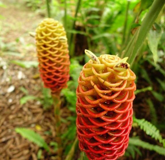 هتل Cabañas Bambu Mindo