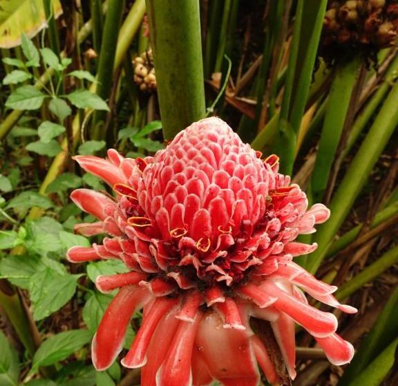 هتل Cabañas Bambu Mindo