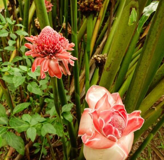 هتل Cabañas Bambu Mindo