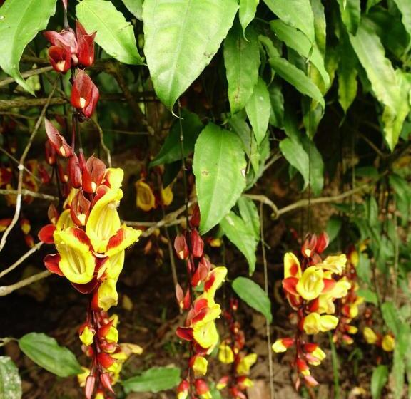 هتل Cabañas Bambu Mindo