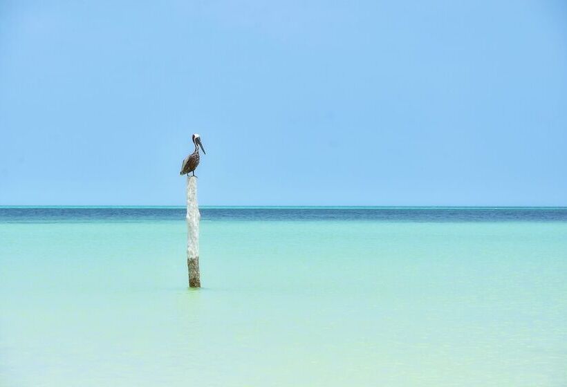 酒店 Soho Boutique Holbox Adults Only