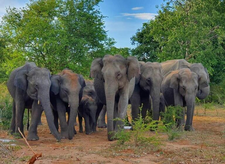 ペンション Mailagama Cinnamon Residence