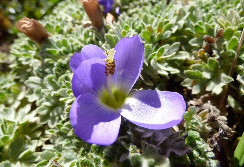 هتل Sol De Piedra
