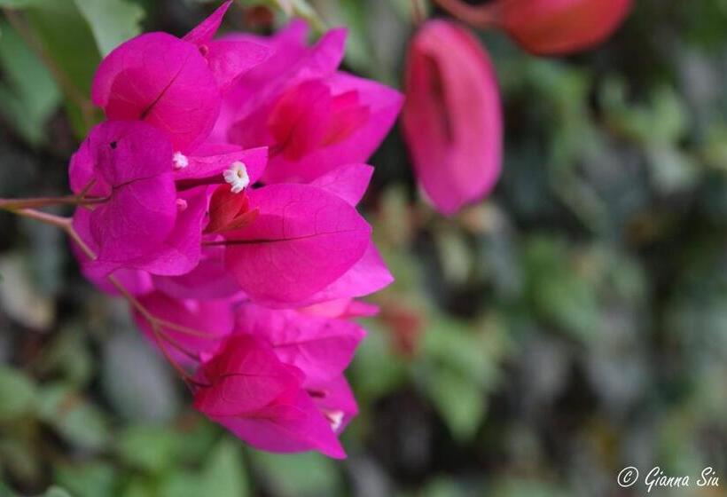 تختخواب و صبحانه Huaranjapo