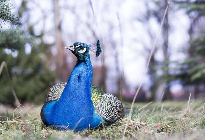 Palace Art Hotel Pezinok