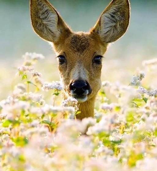 פנסיון B&b Bourgeoisie