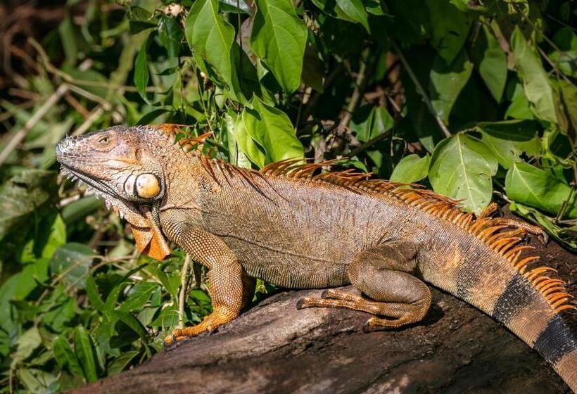 호스텔 Casa Ital Tico, Playa Negra