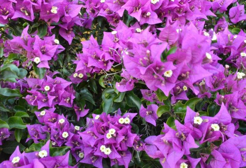 هاستل Posada Biarritz