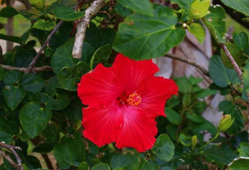 ريوكان Pension Kongo Baru