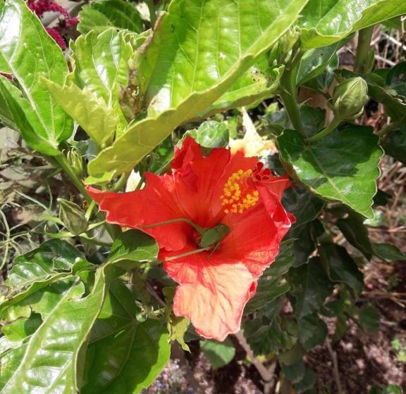 הוסטל Vivienda Turistica Yerbabuena