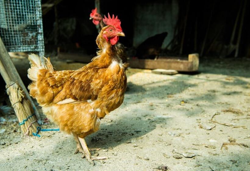 ベッドアンドブレックファースト Le Rondini