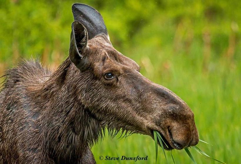 The Mad Musher   Hostel