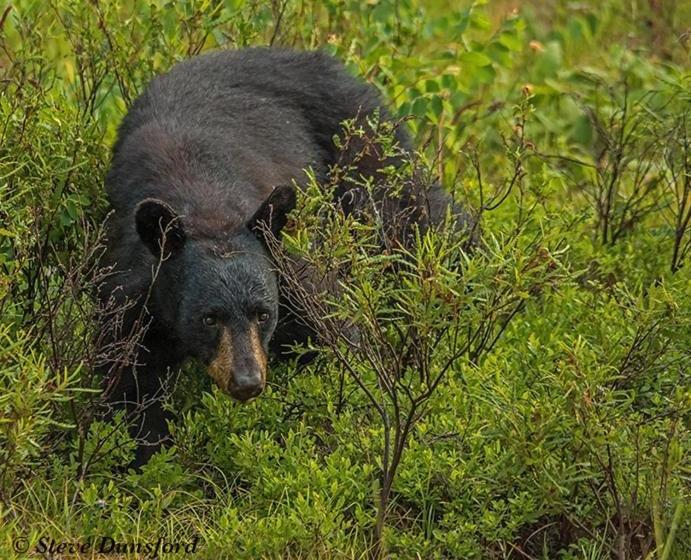 The Mad Musher   Hostel