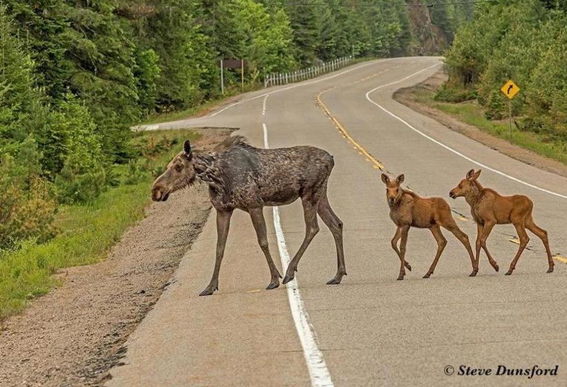The Mad Musher   Hostel
