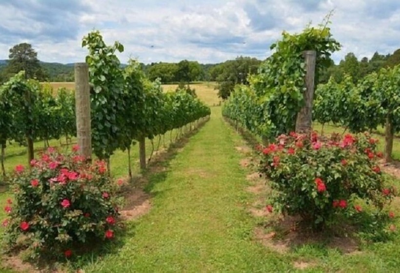 Woodville Bed And Breakfast